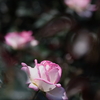 薔薇