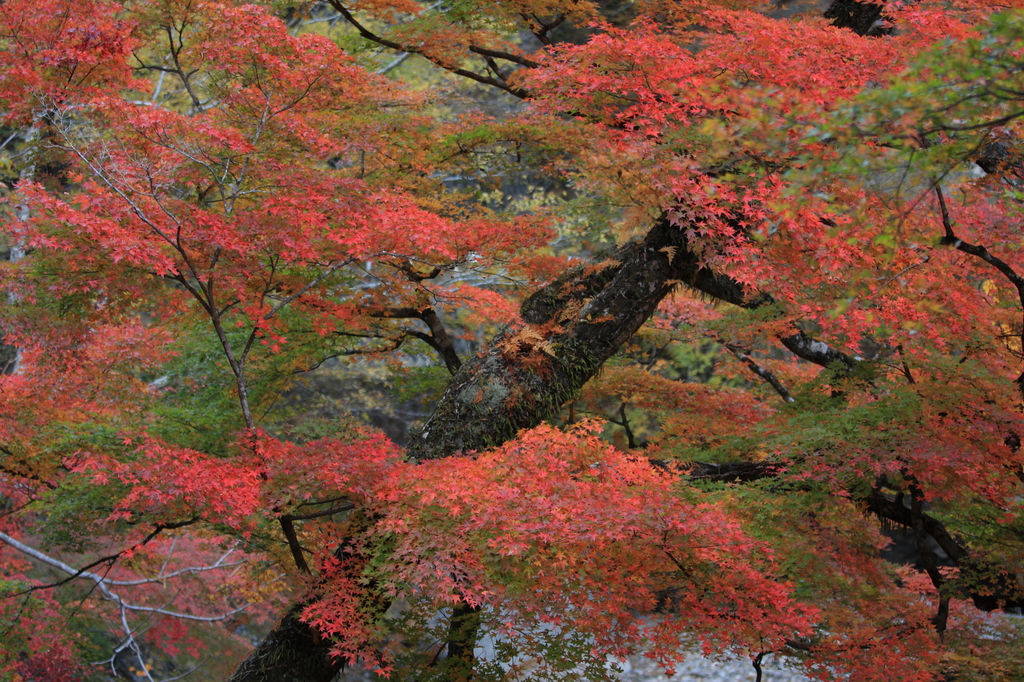 紅葉　中津峡①