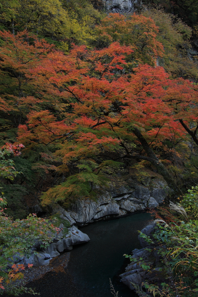 紅葉　中津峡②