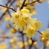 冬の花