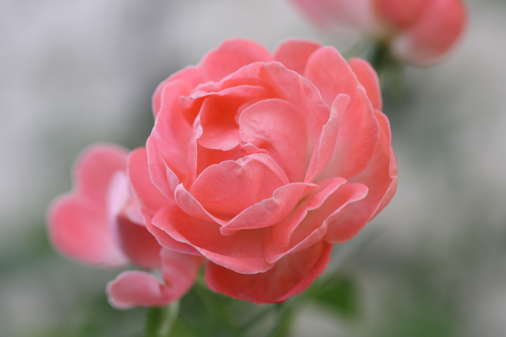 薔薇②