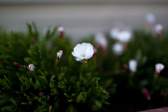 開花
