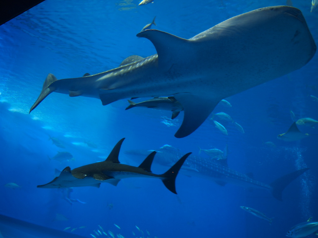 美ら海水族館