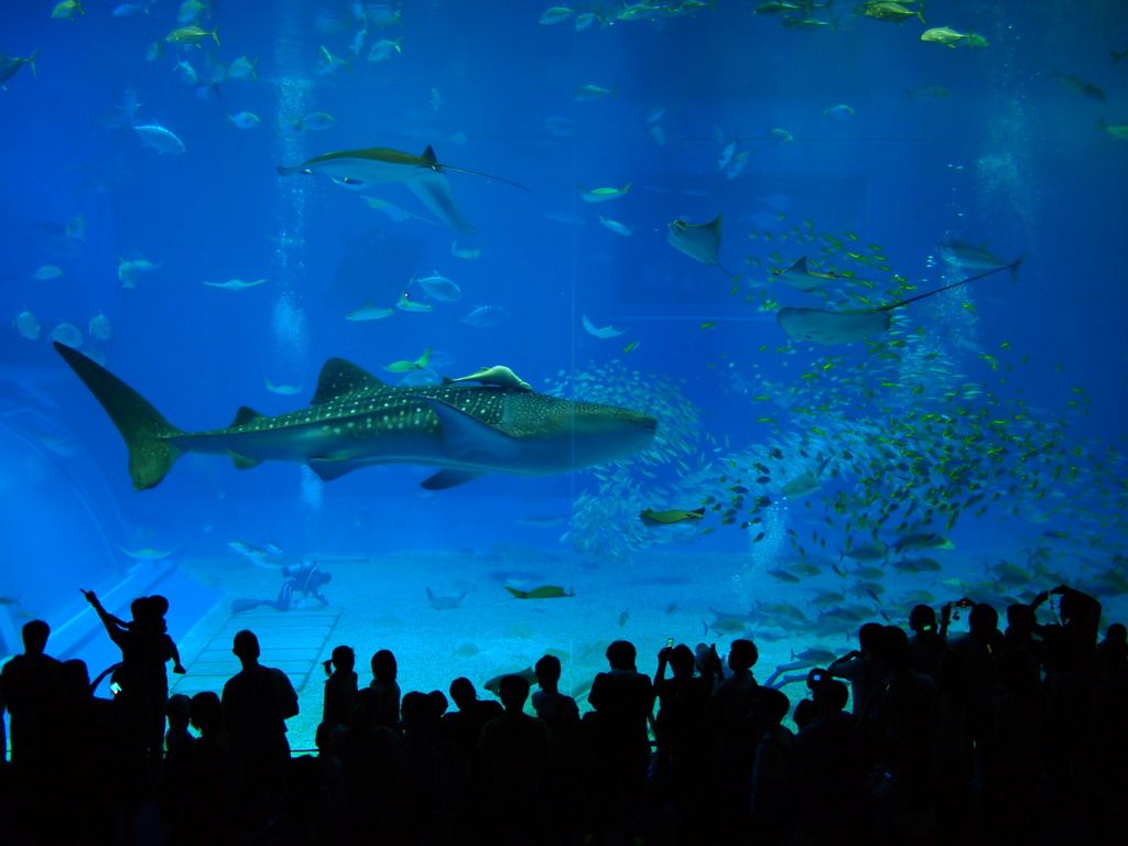 美ら海水族館①