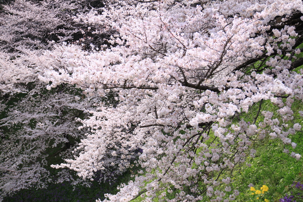 千鳥ヶ淵④