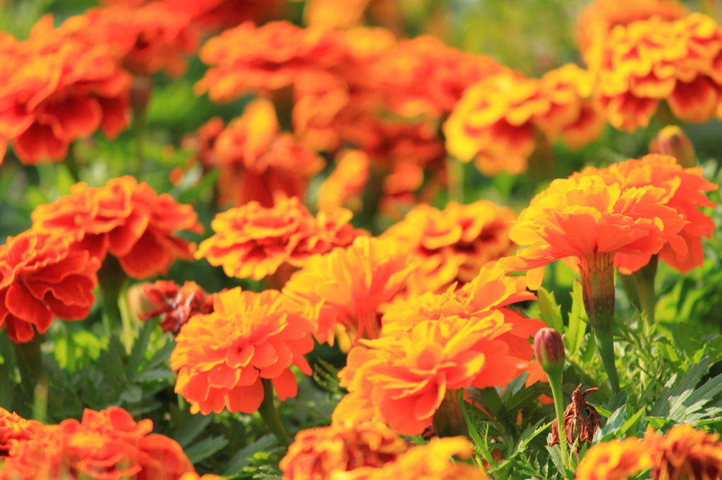 花壇の花(旧古河庭園)