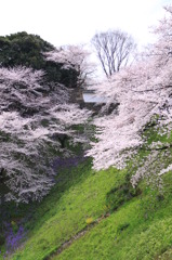 千鳥ヶ淵①