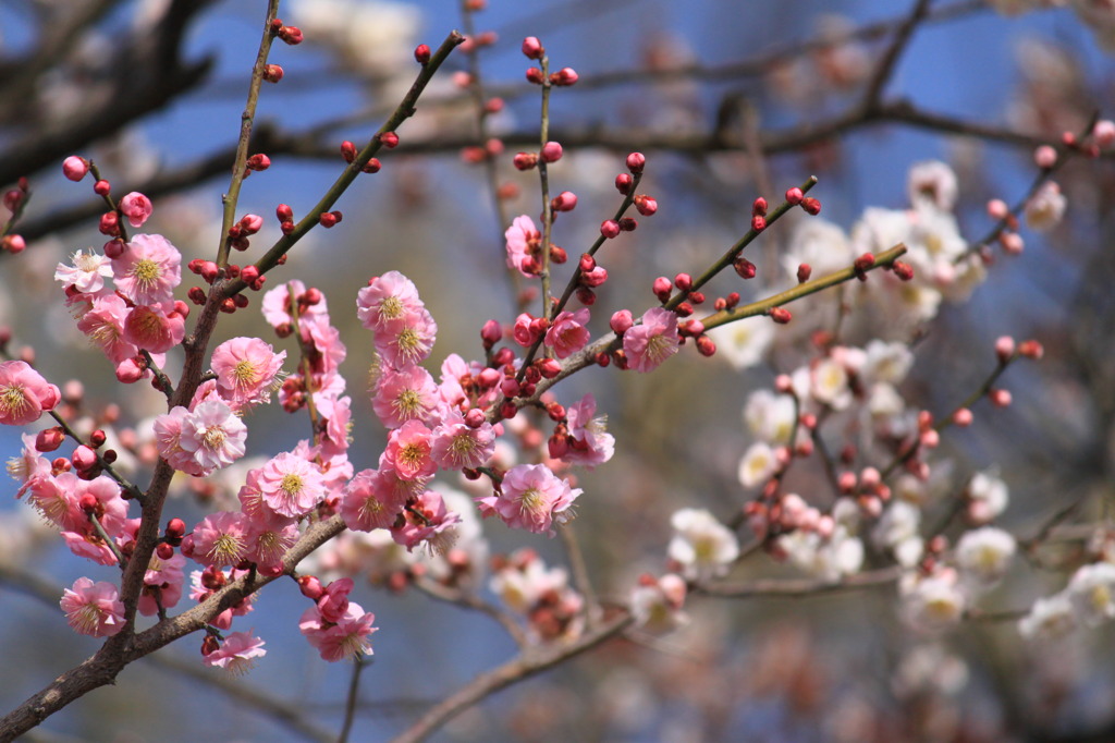 白と桃色 一つの木②