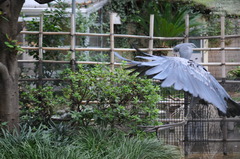 ちょっと飛んだハシビロコウ