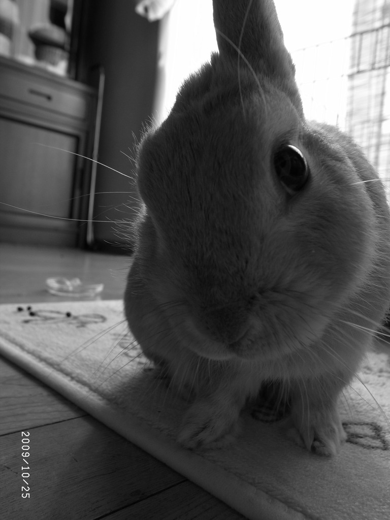 さすらいの小次郎