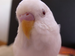 …呼んだぁ？
