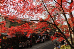 紅葉の参道