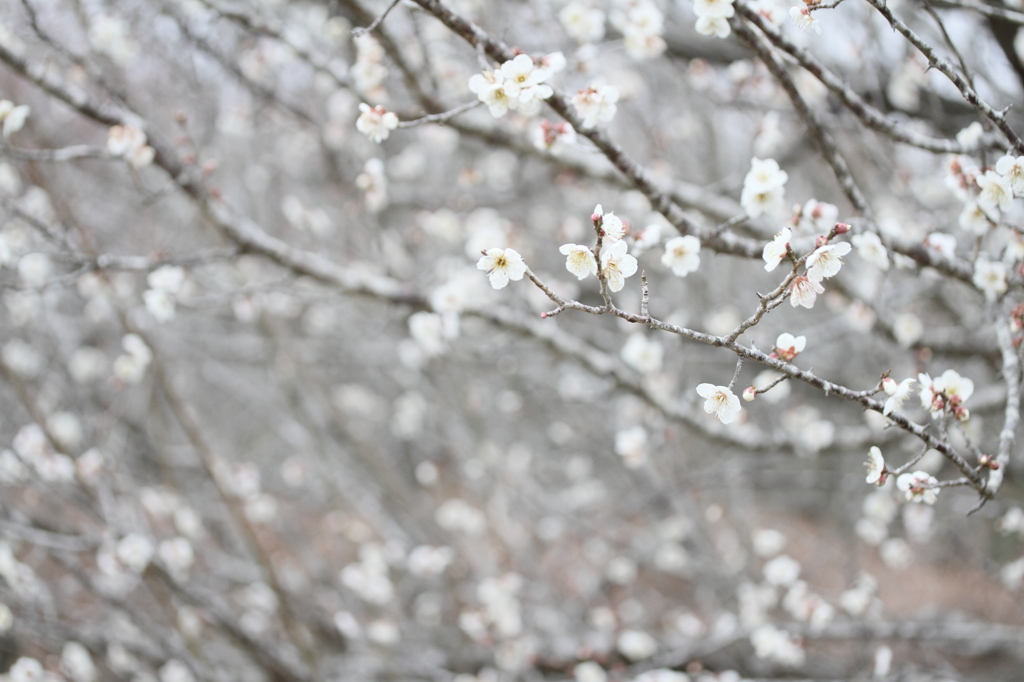 雪のように