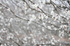 雪のように
