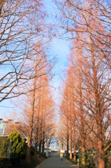 冬の散歩道