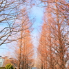 冬の散歩道