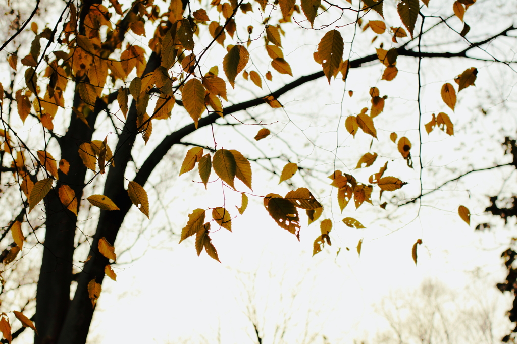 Autum leaves