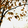 Autum leaves