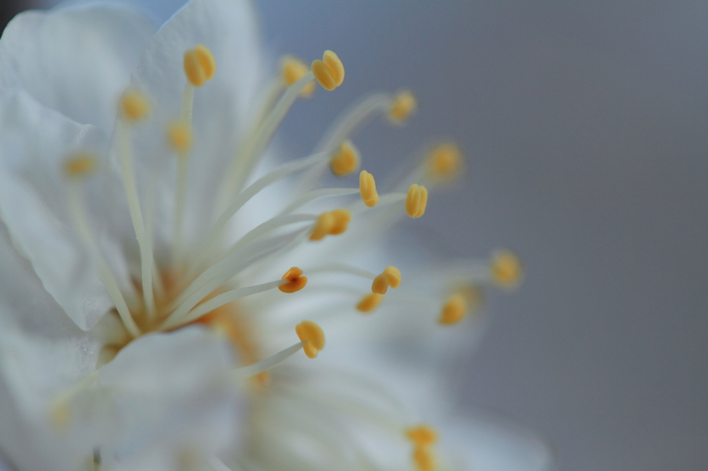 水中花のように