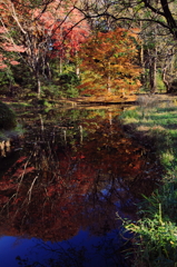 池を染める秋