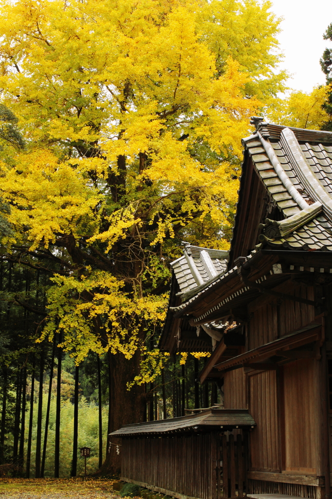 晩秋の大銀杏