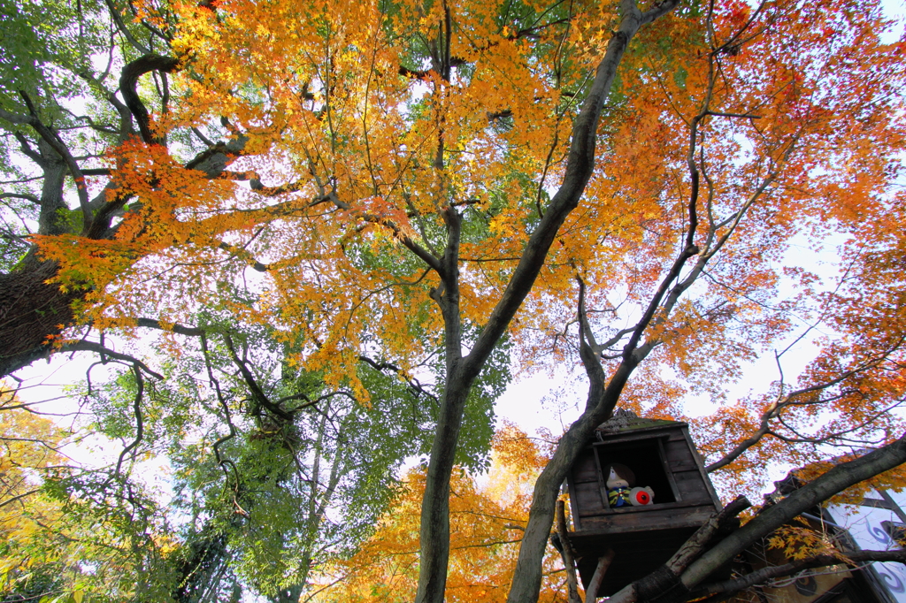 鬼太郎の家も紅葉