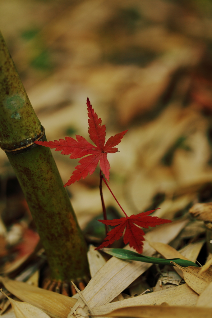 ちいさな紅葉