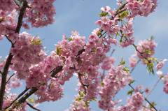 青空の中の河津桜