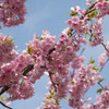 青空の中の河津桜