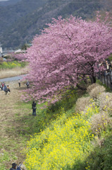 河津桜と菜の花