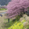 河津桜と菜の花