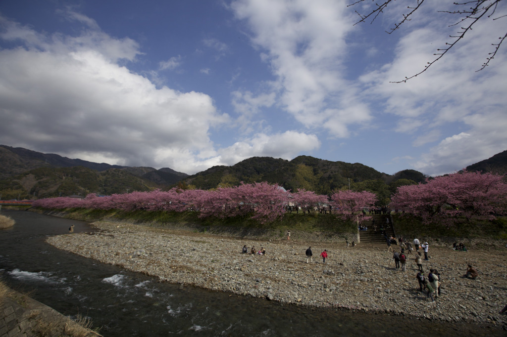 桜並木