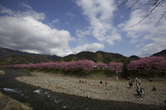 桜並木