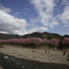 桜並木