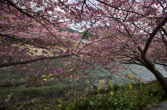 川と河津桜