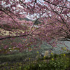 川と河津桜
