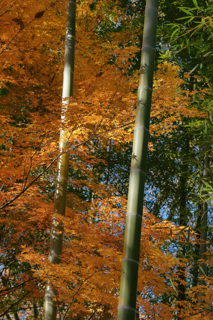 晩秋に色づく