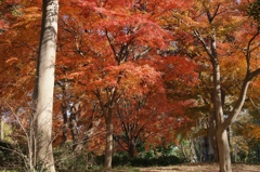 紅に染まる