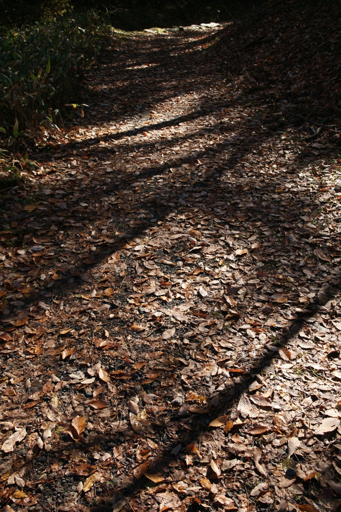 落葉の遊歩道