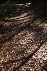 落葉の遊歩道
