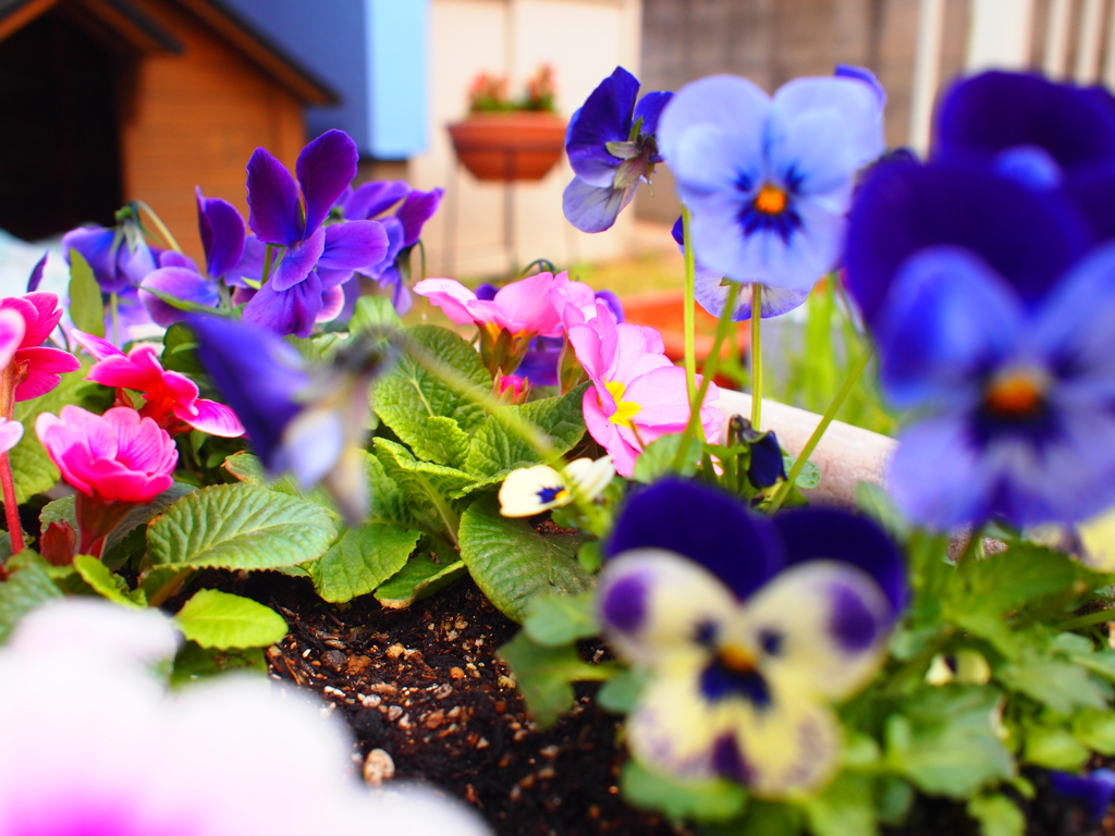 早く春にならないかな！