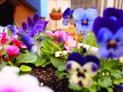 早く春にならないかな！