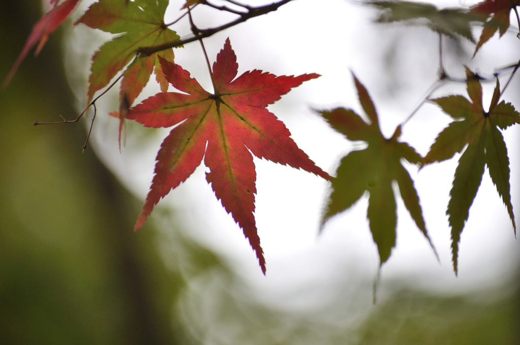 イ・ロ・ハ・ニ　イロハ紅葉