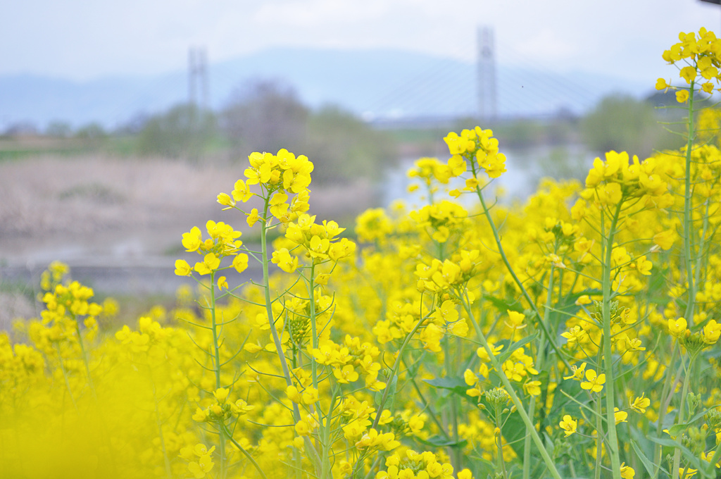 ♪　もうすぐ春 ですねェ～♪