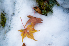 雪と紅葉２