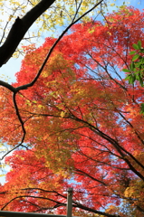 紅葉２０１１
