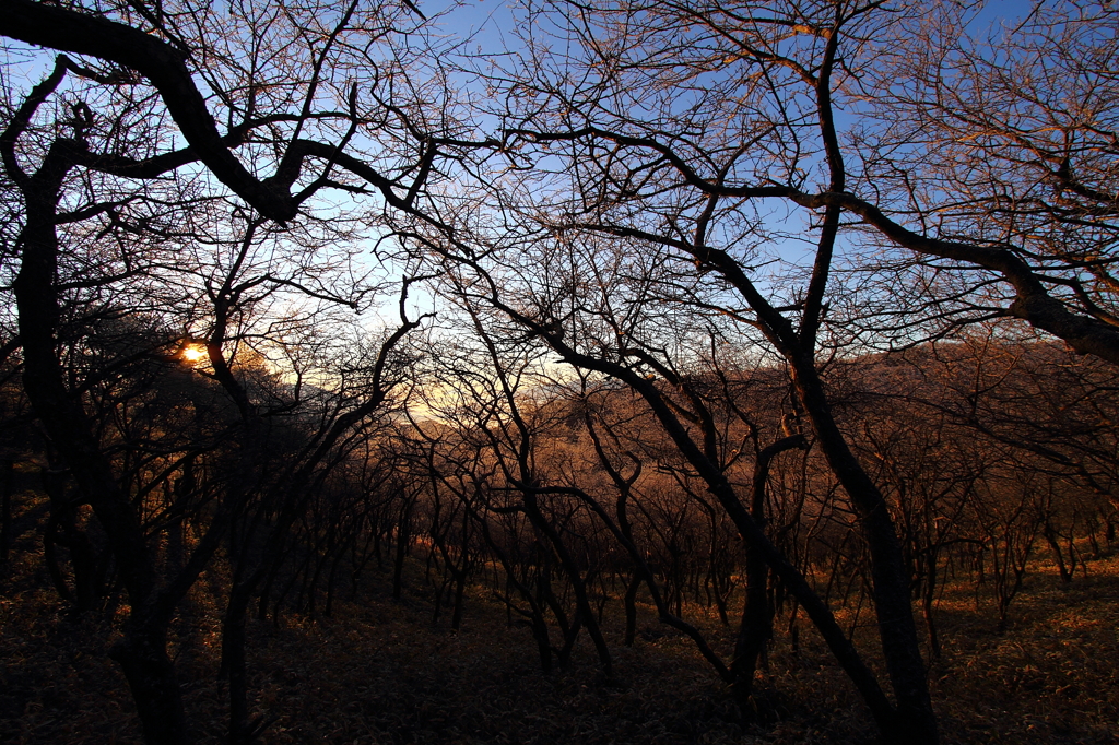 霧氷・・Dancing Tree