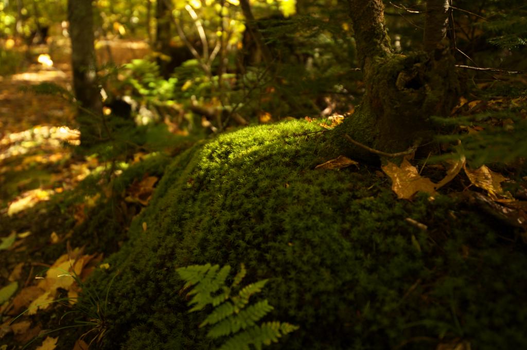 苔そうになった