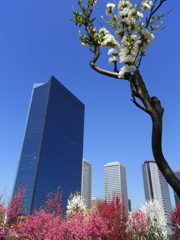 大阪城公園の梅2009