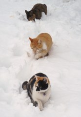 雪国の猫